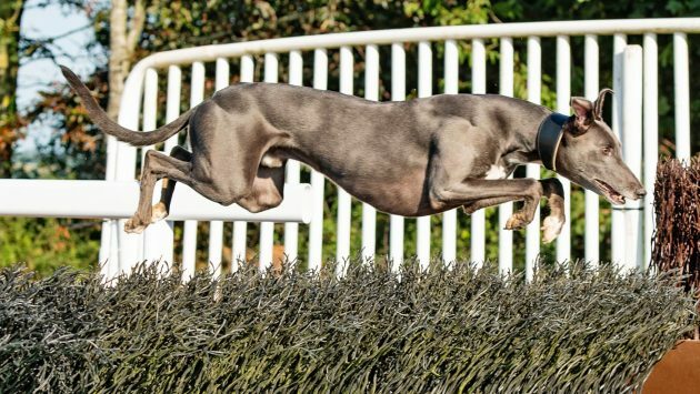 horseandhound's tweet photo. Top dog: which types of dog does the horse world prefer? *H&amp;H Plus* https://t.co/EKyQlvNLYU https://t.co/SMxP6XassL