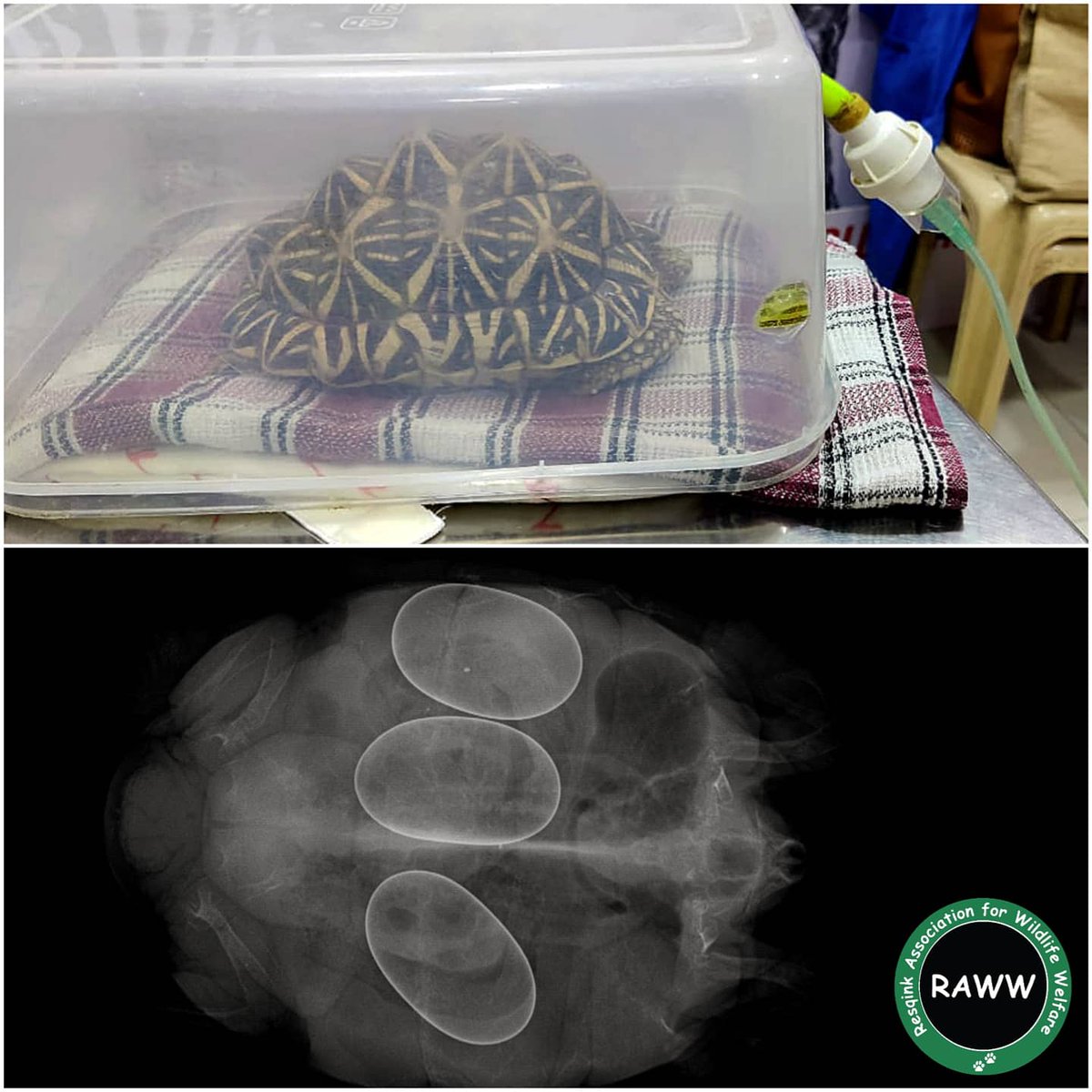  #NotYourPet (A THREAD) #Startortoise kept illegally for years, now pregnant, abandoned & battling for life!A few days ago we were handed over a critically ill Indian Star Tortoise by the Mumbai Range of  @MahaForest. (1/N) @raww_tweets