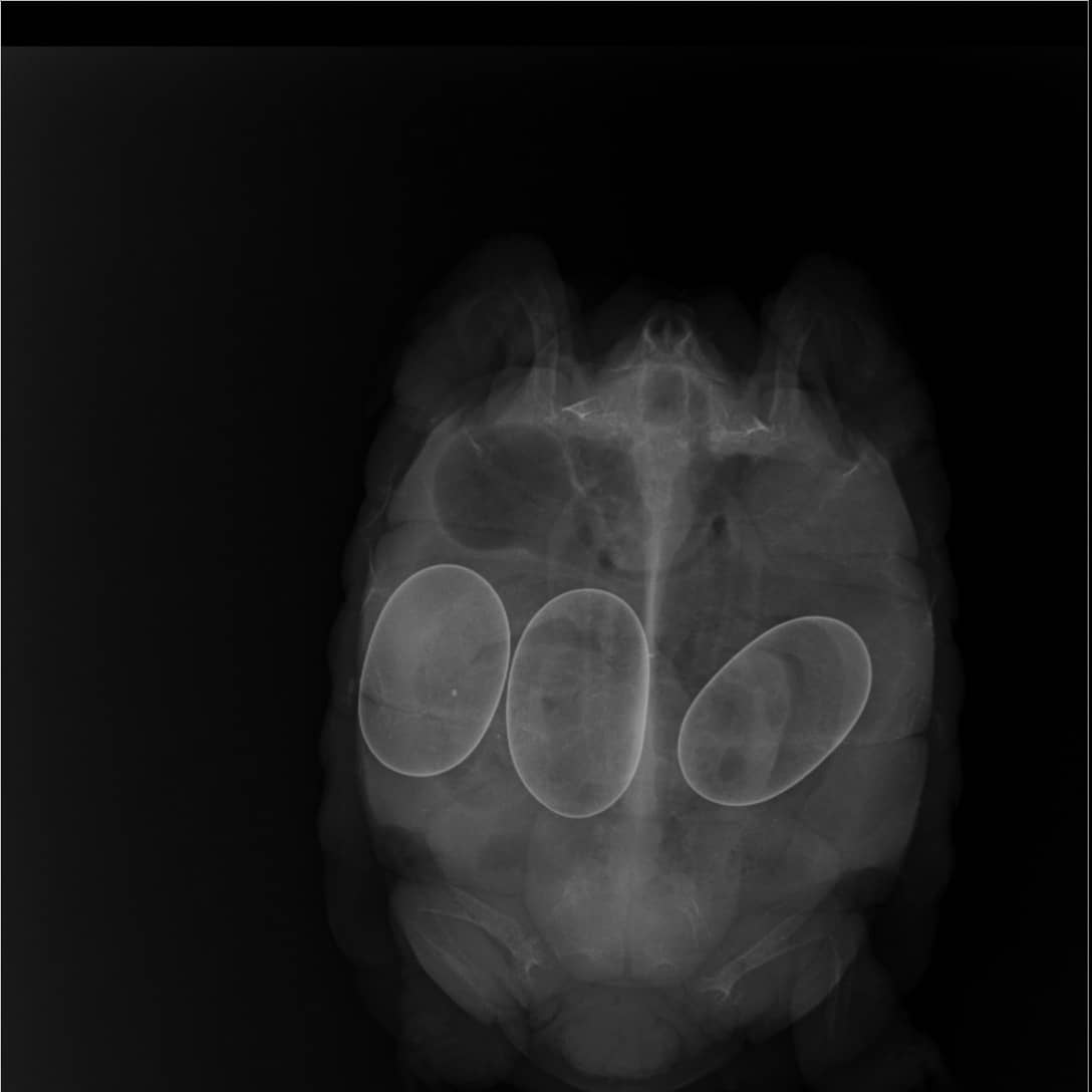The pregnant/gravid tortoise (can be determined once it lays eggs at a later stage.) is in grave condition and has no strength to even come out of its shell. The reptile's initial medical examination at the Thane SPCA and the x-ray reports reveals presence of three eggs. (3/N)
