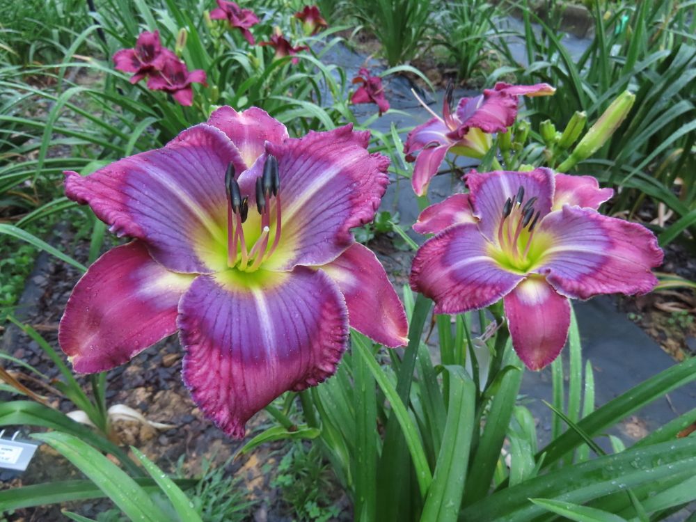 Daylily Hashtag On Twitter Outside for the first time in a long time lose yourself, sink into to the sunlight it's been a while since you felt right but the warm nights are. daylily hashtag on twitter