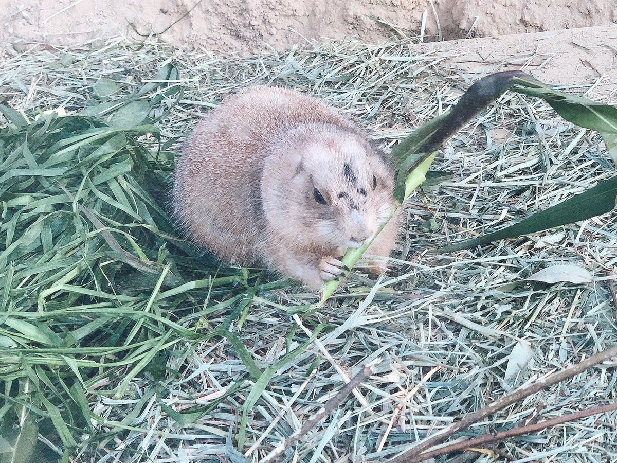 今日家族で動物園行ったけどやはり動物はかわええ
動き見てるだけで癒される
むしゅめにはもっと癒される