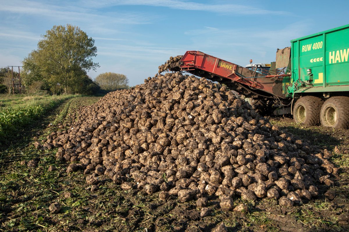 BritishSugar's tweet photo. Another big thank you to all our growers, contractors, hauliers and industry partners for their hard work and tireless efforts over the #sugarbeet campaign so far – we really appreciate everything being done to ensure our factories remain supplied with beet! https://t.co/yFkHvQcXEd