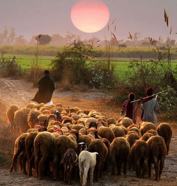 Read last night in an autobiography that in Punjab, farmers did not like Sheep or its meat as it was considered unclean, because it eats human waste. Shepherds were called by farmers to help clean the farming land of human waste, and also fertilize it with sheep' ewe berries. 1/n