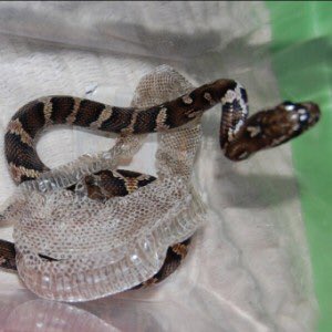 выползок полоза. выползки змеи кожа. королевская кобра линька. линька кожи. змеиный выползок.