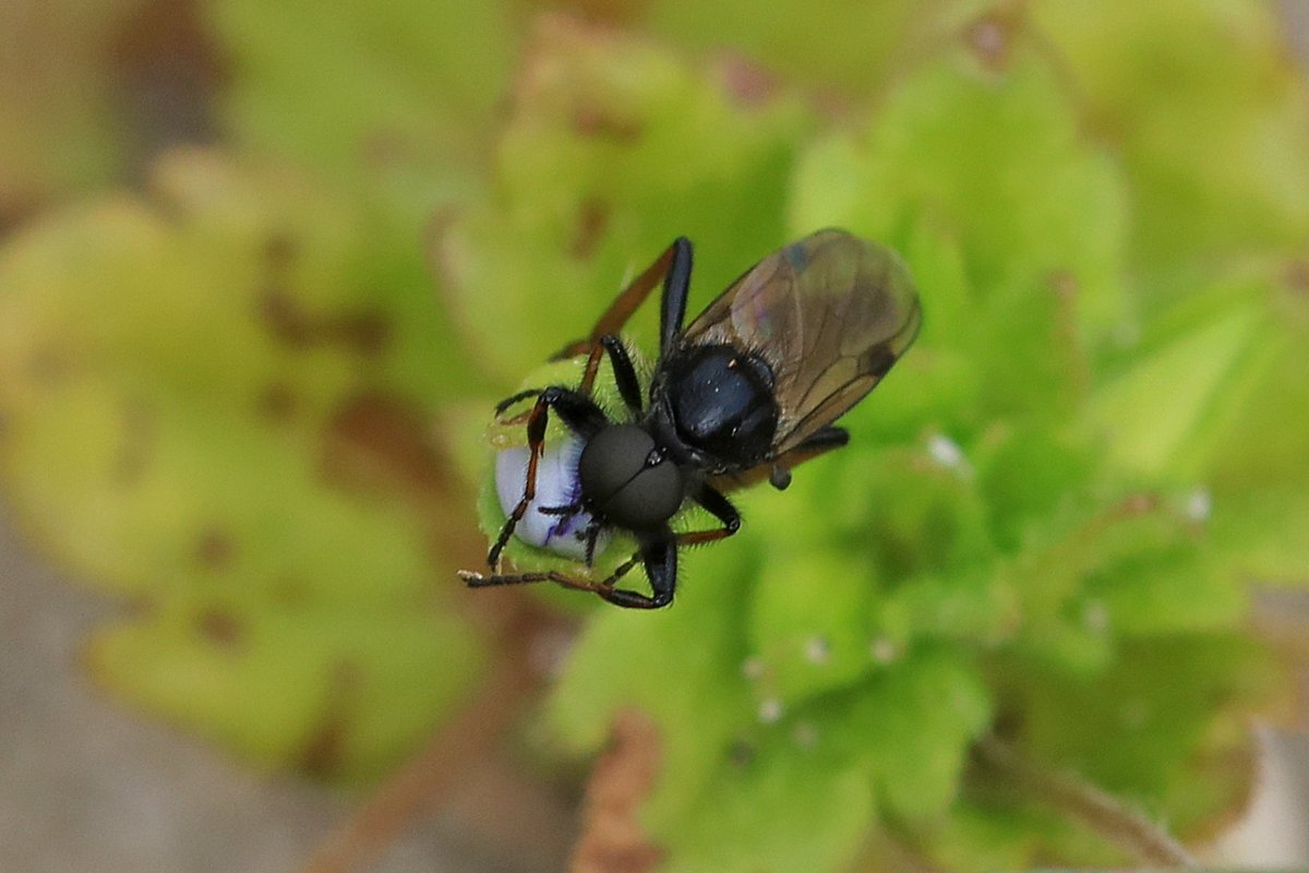 AglaiaBouma's tweet photo. @bomengidsnl @birdingstip Mooie! Zwart-wit... 😊
Even heel snel, want ik moet door: van mij een rouwvlieg (Bibio sp.) #blackfridaybugs https://t.co/TFso2wVAMf