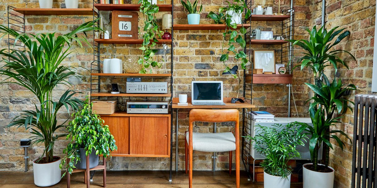 Here is Patch Plants referral code for 15% off first orders. Enjoy!  #Patchplants

patch.mention-me.com/m/ol/ej2vp-cf2…