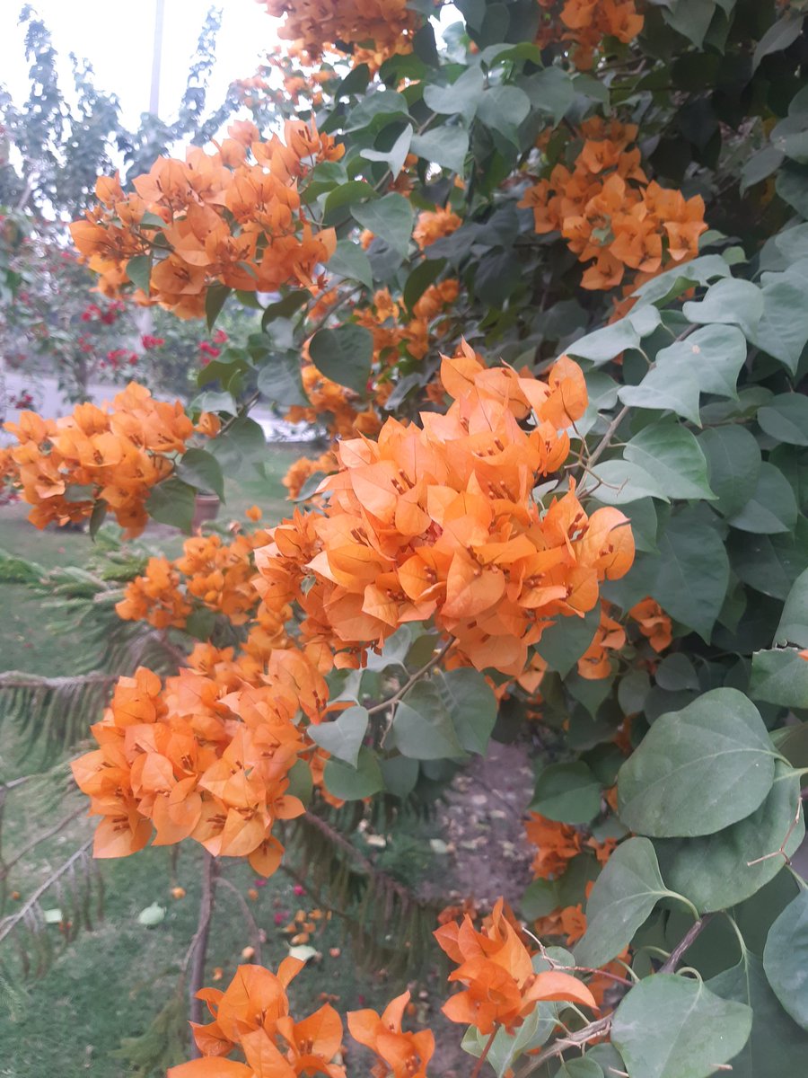 JavariaFarooqui's tweet photo. Colours in my garden
#Lahore #awein https://t.co/C7VEZSecqu