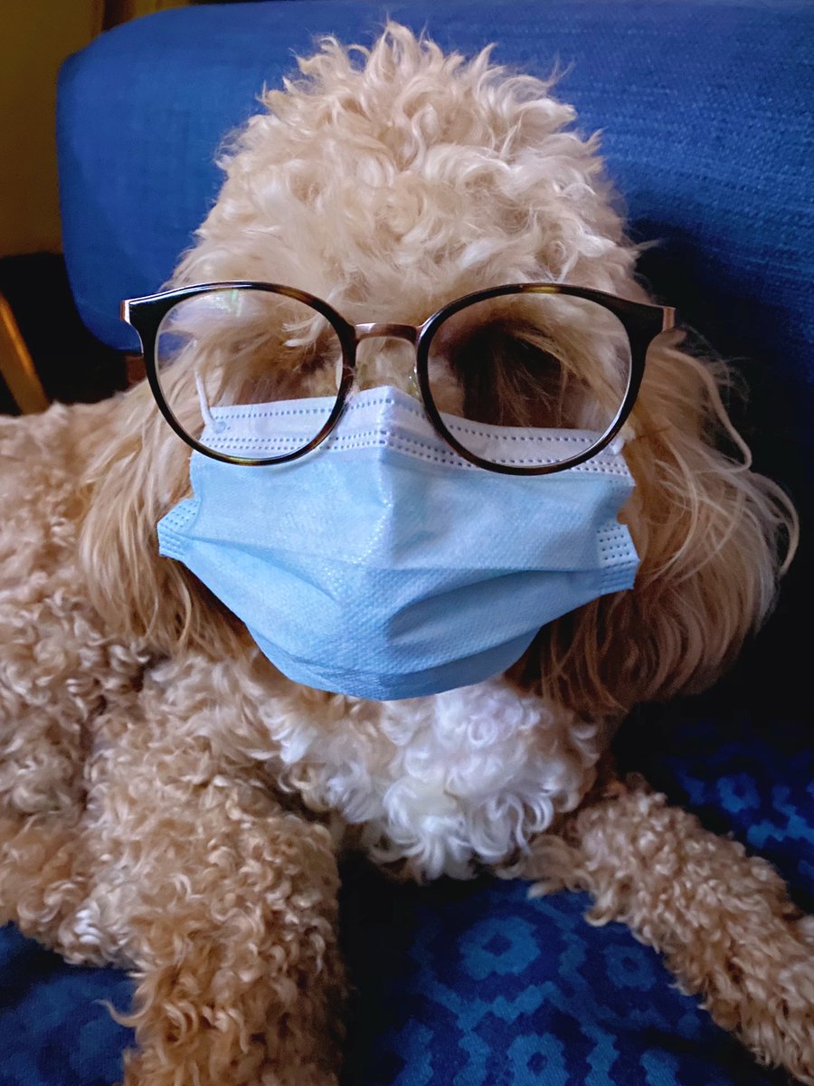 lilymoocockapoo's tweet image. Friendly reminder to all pals and their hooms! Please remember to bring and wear a mask (properly) when with others outside of your household, indoors and/or unable to social distance☺️ Be a good fur like me and do it for those you love and care about😷😘
