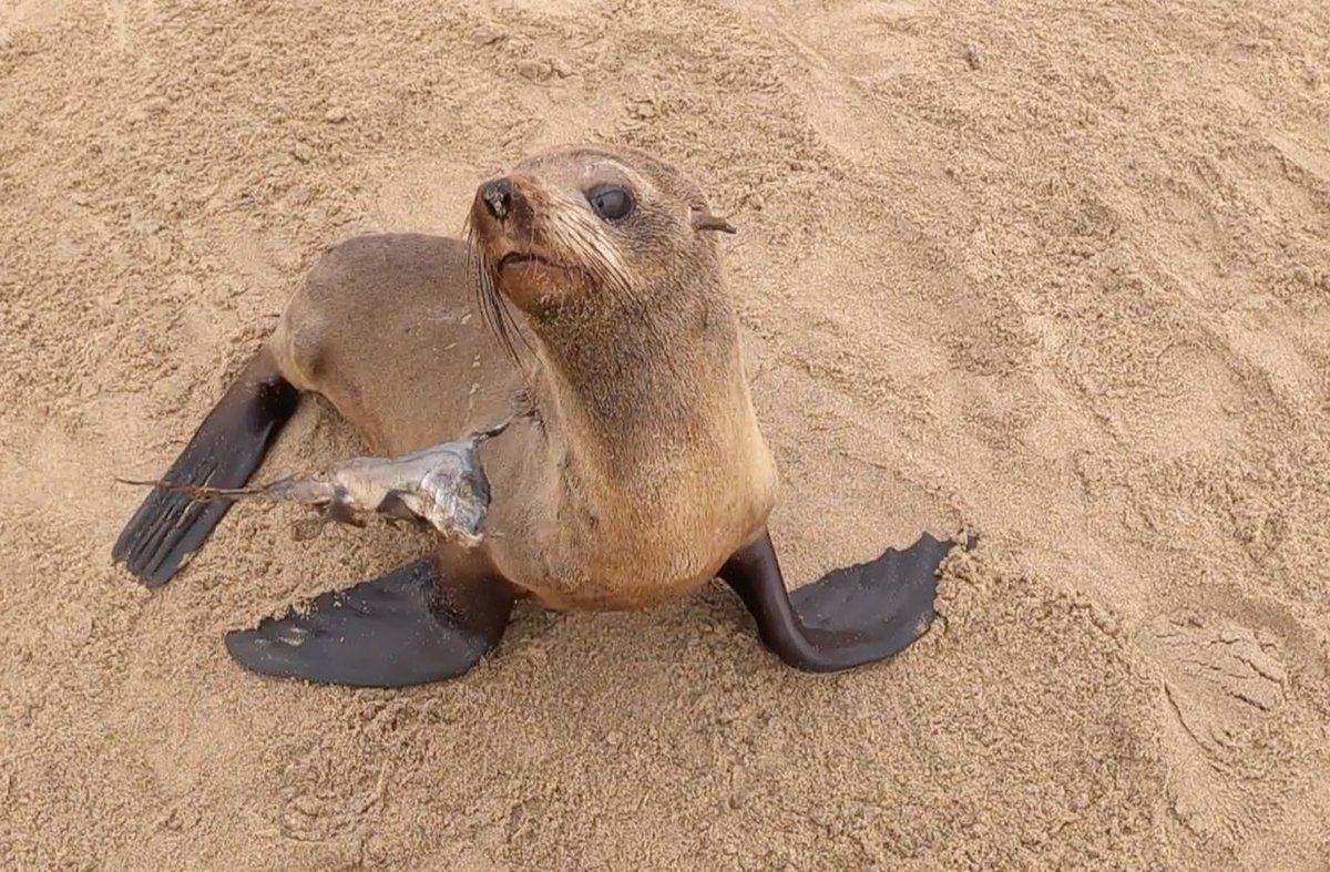 OCNamibia's tweet photo. We’ve finally solved the mystery of the spikes we’ve been finding in the seals necks! We caught a seal with a complete albeit small St. Joseph shark dangling from his neck! Check it out https://t.co/oihrxXgjio https://t.co/57q0vwElKE