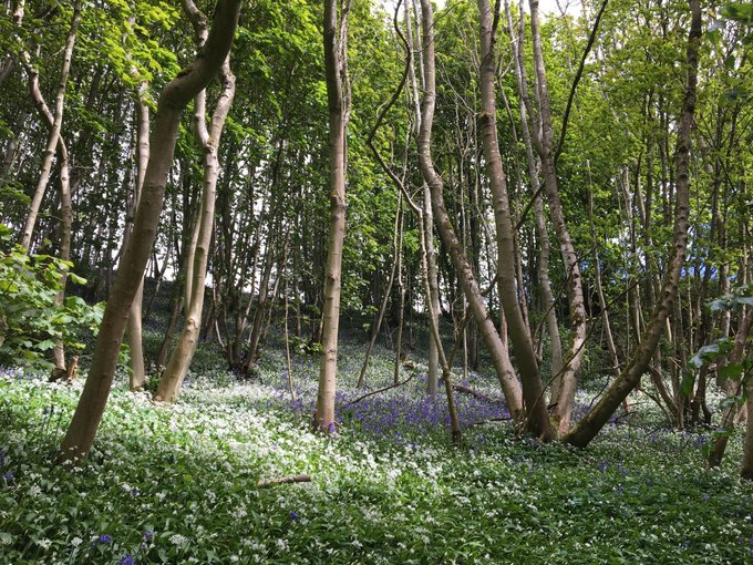 NatureScot's tweet image. The Plant Health Fellowship aims to further our understanding of the challenges posed by plant health threats to the natural environment in Scotland. Full details below of postgraduate opportunity, based with #NatureScot #plants @PlantHealthScot