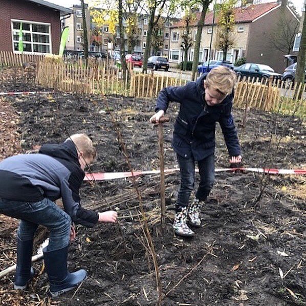 Het tweede Tiny Forest is gisteren geplant aan de Johan van Renessestraat in Mijdrecht! 🐞🦋

Kinderen van groep 5 en groep 5/6 van basisschool De Fontein hebben vandaag 600 boompjes geplant en worden ‘ranger’ van dit bos. 🌳