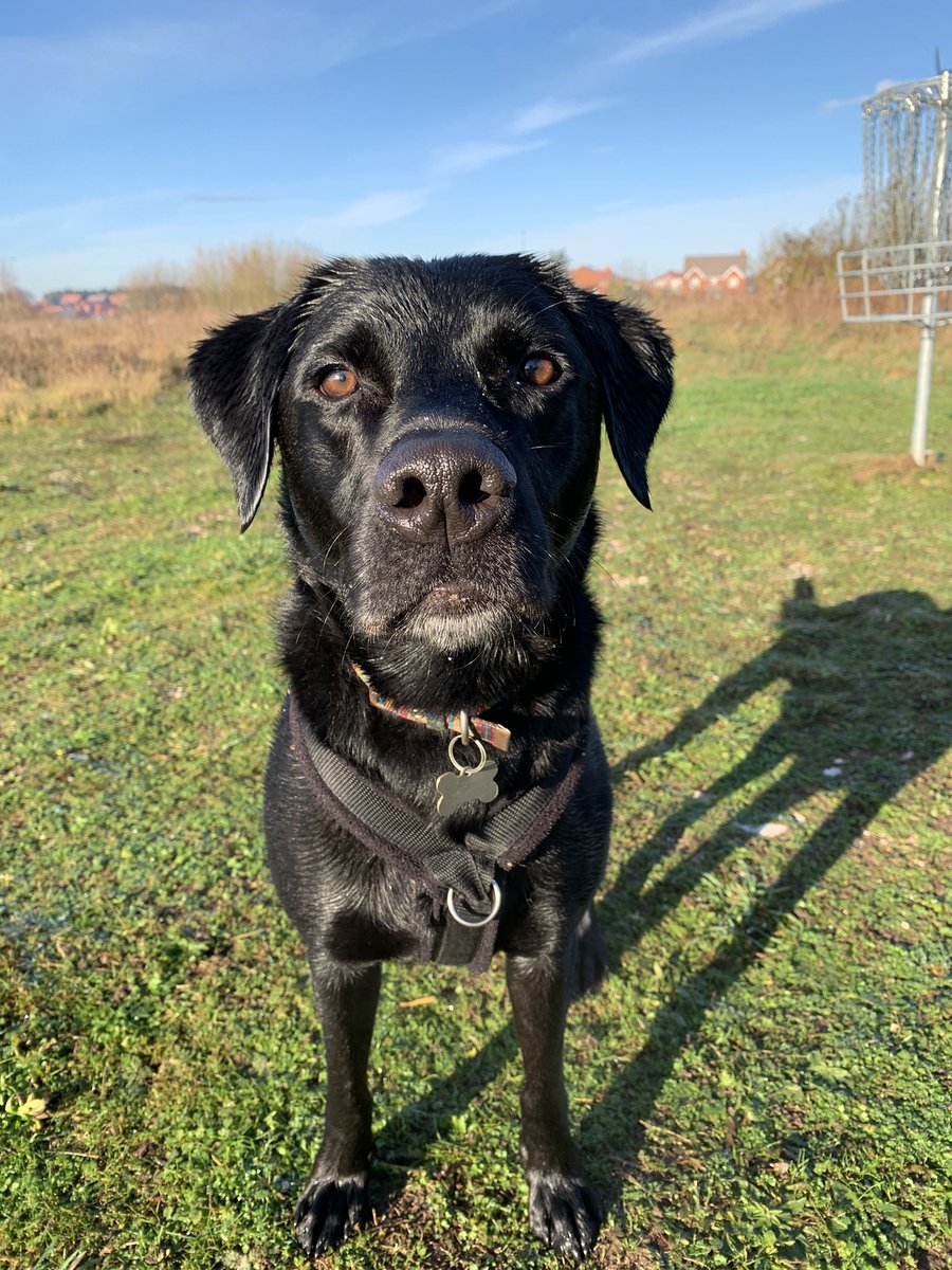 bowow_jack's tweet photo. Female Human took these pictures on our walk this morning.....Picture 1 is Jack Frost. Picture 2 is Jack Defrost 😊 #labrador #frost #brrrrrrr #coldbum https://t.co/t4HAiohfst