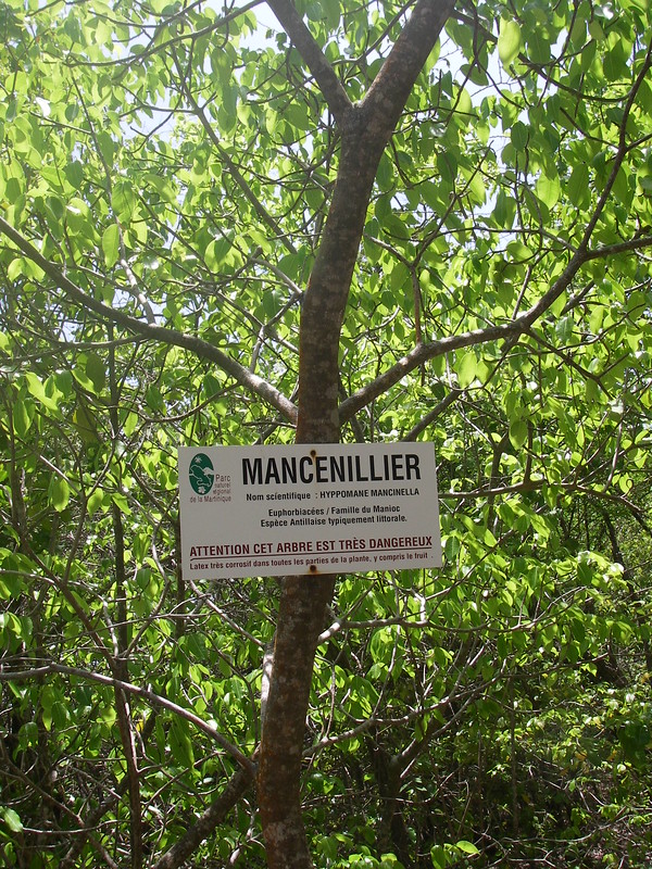 The manchineel tree is native to the Caribbean, growing along beaches, where unsuspecting tourists fall for its traps. The locals know all about it and try to warn us, but we're dumb and don't heed their warnings. [pic by Jean & Nathalie (CC BY 2.0)]