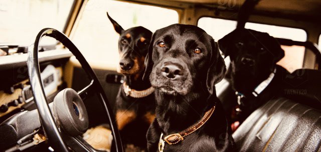 blackdogcu's tweet photo. Is your chef taking the rest of the weekend off? Order on our website for curbside pickup at our Champaign joint all day. We also have delivery available 5pm-8pm tonight and 11:30am-8pm Saturday and Sunday so you don't even have to put shoes on. 🐾🐾🐾 https://t.co/1CkxvuxOAG