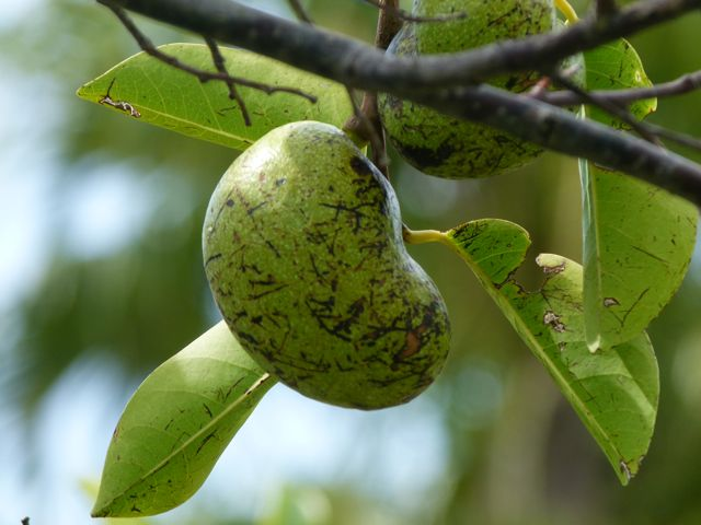 You see, every part of the tree is toxic and everything you'd want to do near the tree is a horrible idea. Even its fruitaceous little offspring wants to kill you. The Spanish name for it "Manzanilla de la muerta" means "little apple of death." [pic by Barry Stock (CC BY-SA-2.0)]