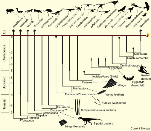 Эволюционные изменения птиц. Происхождение птиц схема. Эволюционное дерево птиц. Ветвь эволюции птиц. Эволюционное Древо птиц.
