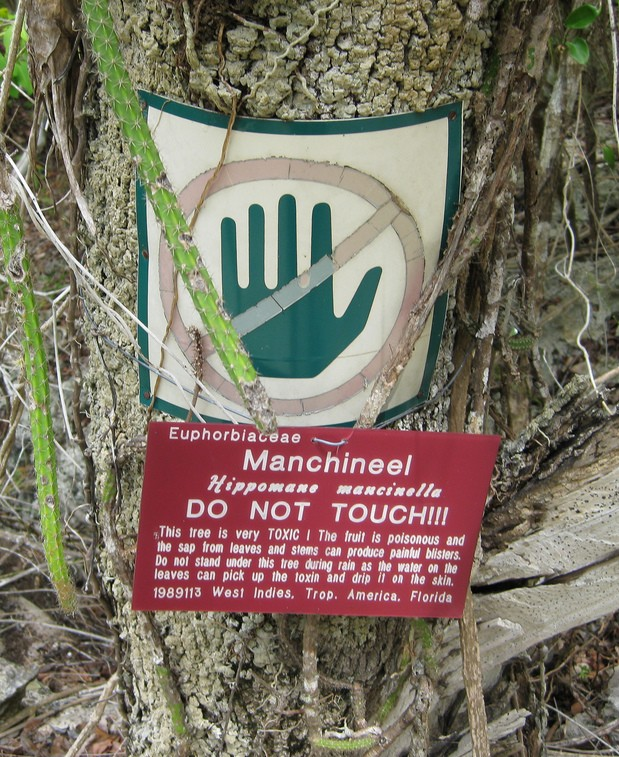 Gotcha, don't eat it. What about touching it? That's a no. They even warn you about that, too. When cut, the tree exudes a latex with those painful phorbol esters, and much like poison ivy, spreads around to other parts of your body. [pic by Scott Hughes (CC BY-SA 2.0)]