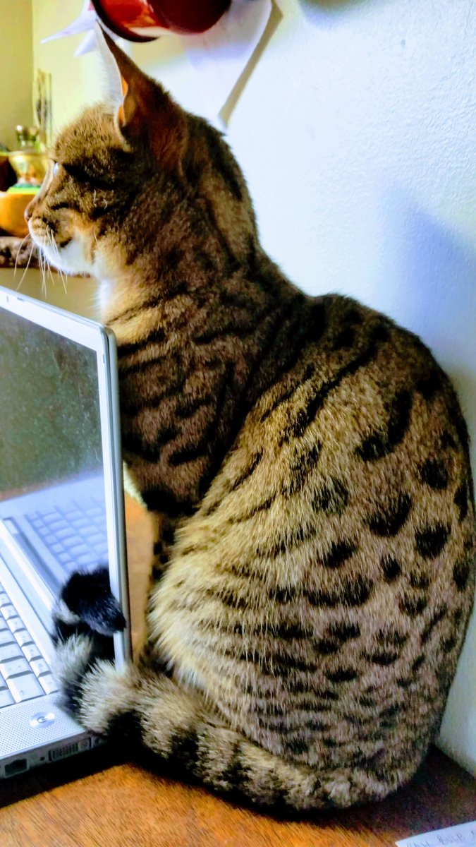 Our #CoopCats debut! Here is one of our member's beautiful cats. She is a Bengal cat whose name on the street is Stabitha. She likes warm laptops, chasing birds, and all things cats-related. #FelineFridays #CatTwitter