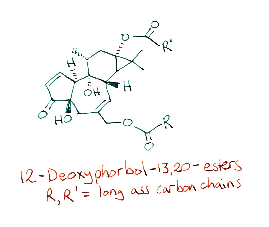 All this pain is because phorbol esters stimulate inflammatory responses. So that's the tale of toxic phorbol esters from the manchineel tree, Nature's not so subtle reminder of who's still in charge around here. Take care everyone, and have a great weekend!