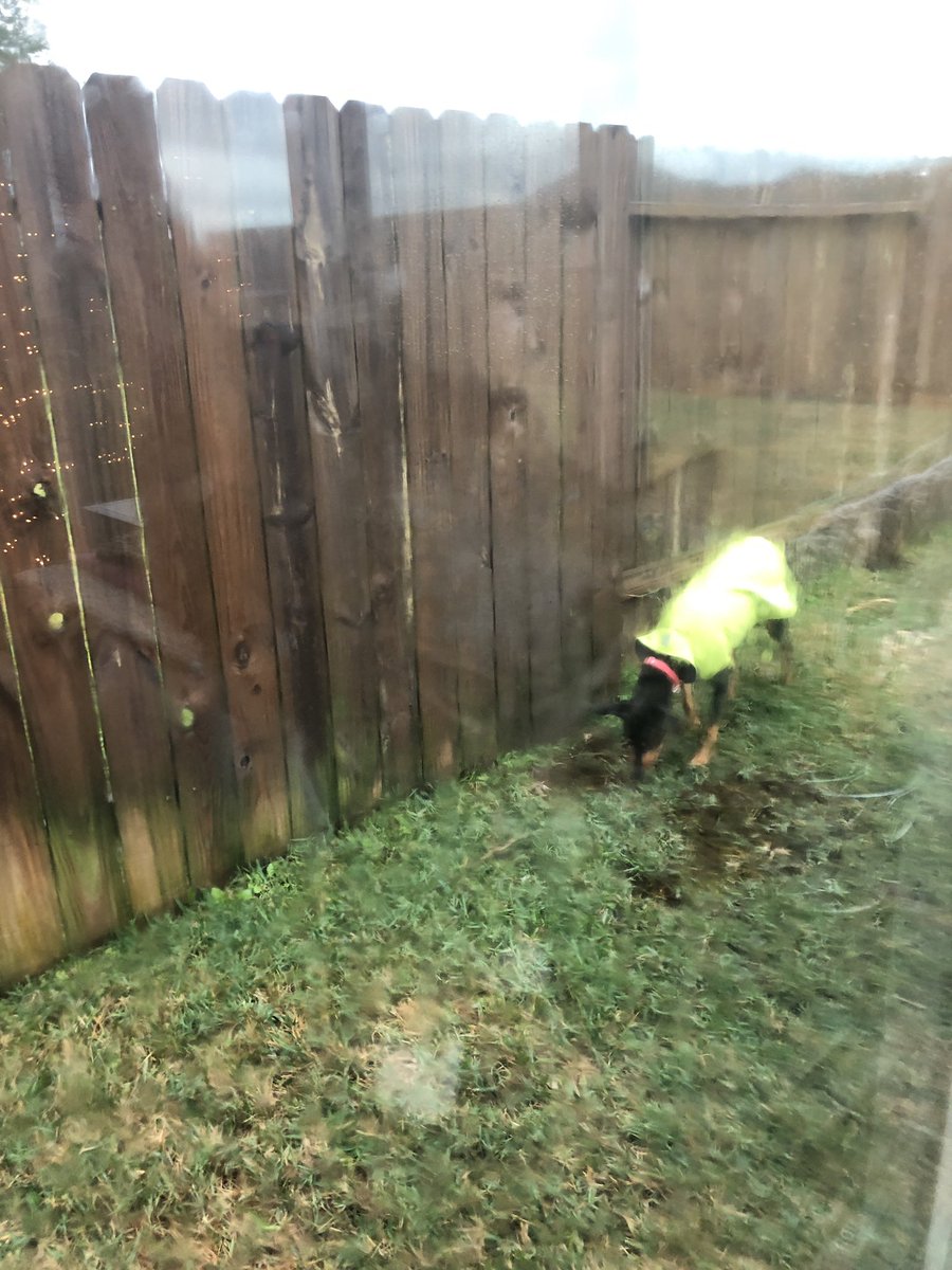 LuciaW_Nguyen's tweet photo. Dear Mom &amp; Dad,

Rain water is so delicious! I dug a special hole to capture the water so there is just the right consistency of mud and water!

❤️ Bella

#livinwithbella https://t.co/NlXudA3V9F