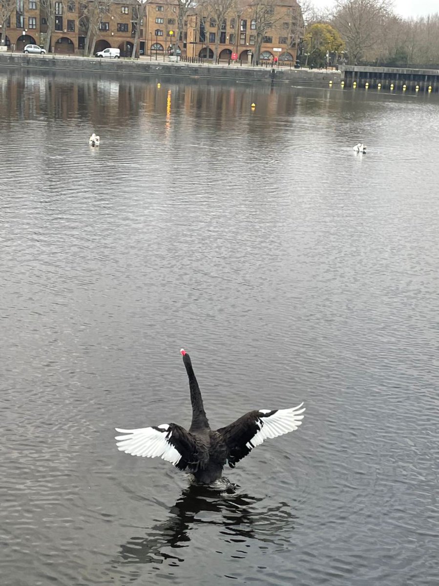 New birdie on our Dock!