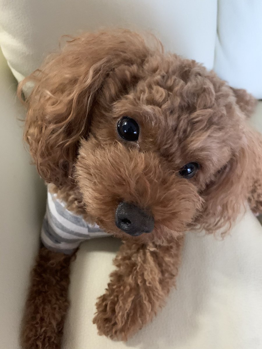 実はティーカッププードルを飼ったつもりが大きくなった 実はティーカッププードルを飼ったつもりが大きくなった