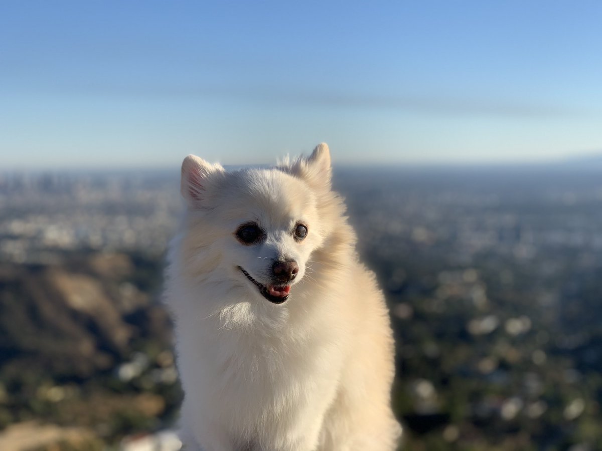 Ryan Hoover Di Twitter Why Do Dogs Eat Their Own Poop