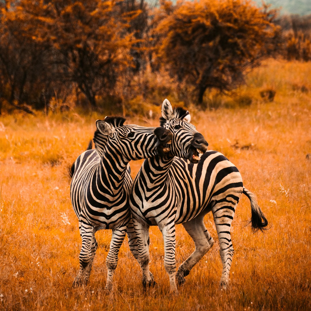 micasaucf's tweet photo. #FotodelDía Dos #cebras jóvenes peleando en la reserva Pilansberg en Sudáfrica. 
📷Getty Images https://t.co/GFO4cOhqts