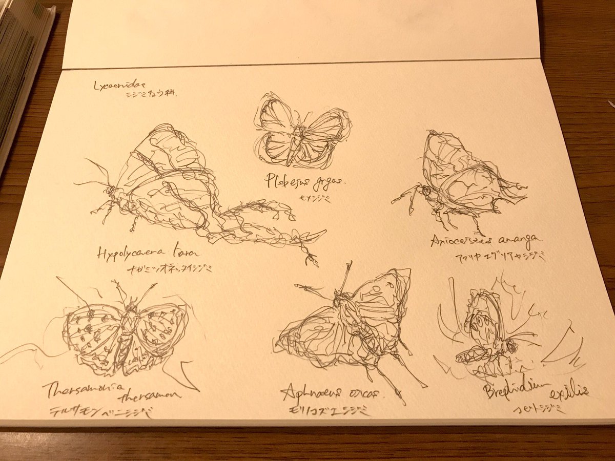 世界のシジミチョウ科の蝶。
どれも開帳3cm程度の大きさ。
その愛らしい大きさとずんぐりむっくりの胸や腹が可愛い。 