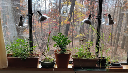 So, I'm going to try to do a thread on growing herbs indoors over the winter. Let's see how it goes :-) Keep in mind, this is what I do. It works well, even when I am only halfway staying on top of things.