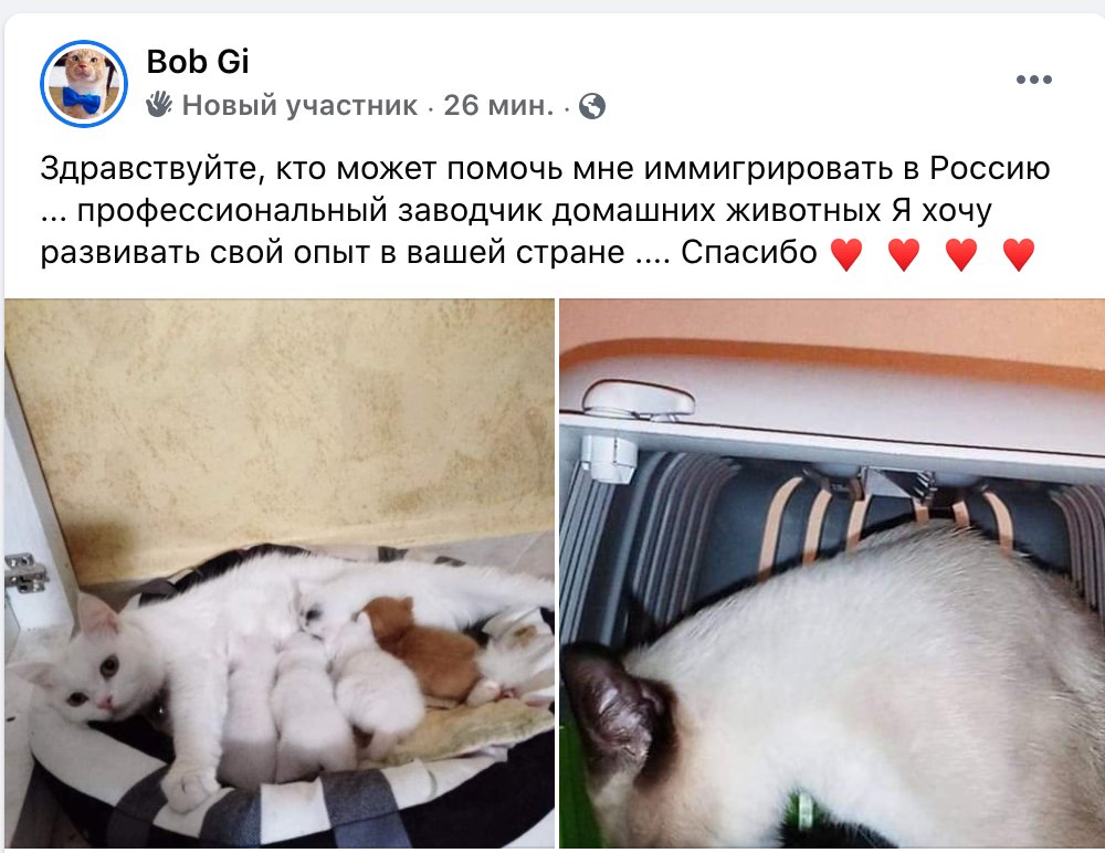 kashahdn's tweet photo. захожу в фб только ради группы «Счастье иметь кота». Вот заводчик домашних животных просит, чтобы ему помогли иммигрировать в Россию, а участники возмущаются и просят «пожалеть котов» https://t.co/3oEuydK5Yx