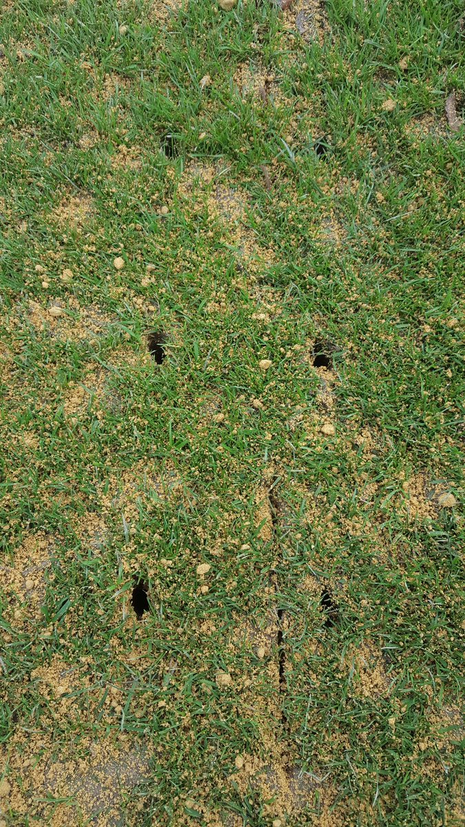 Busy black Friday <a href="/cobblehallgc/">Leeds Golf Club Ltd</a> applied dew dispersant to the greens.  3rd greenside bunker drainage finished and sanded.  Fairways slit after verti drain and wettest fairways topdressed with sand 👍