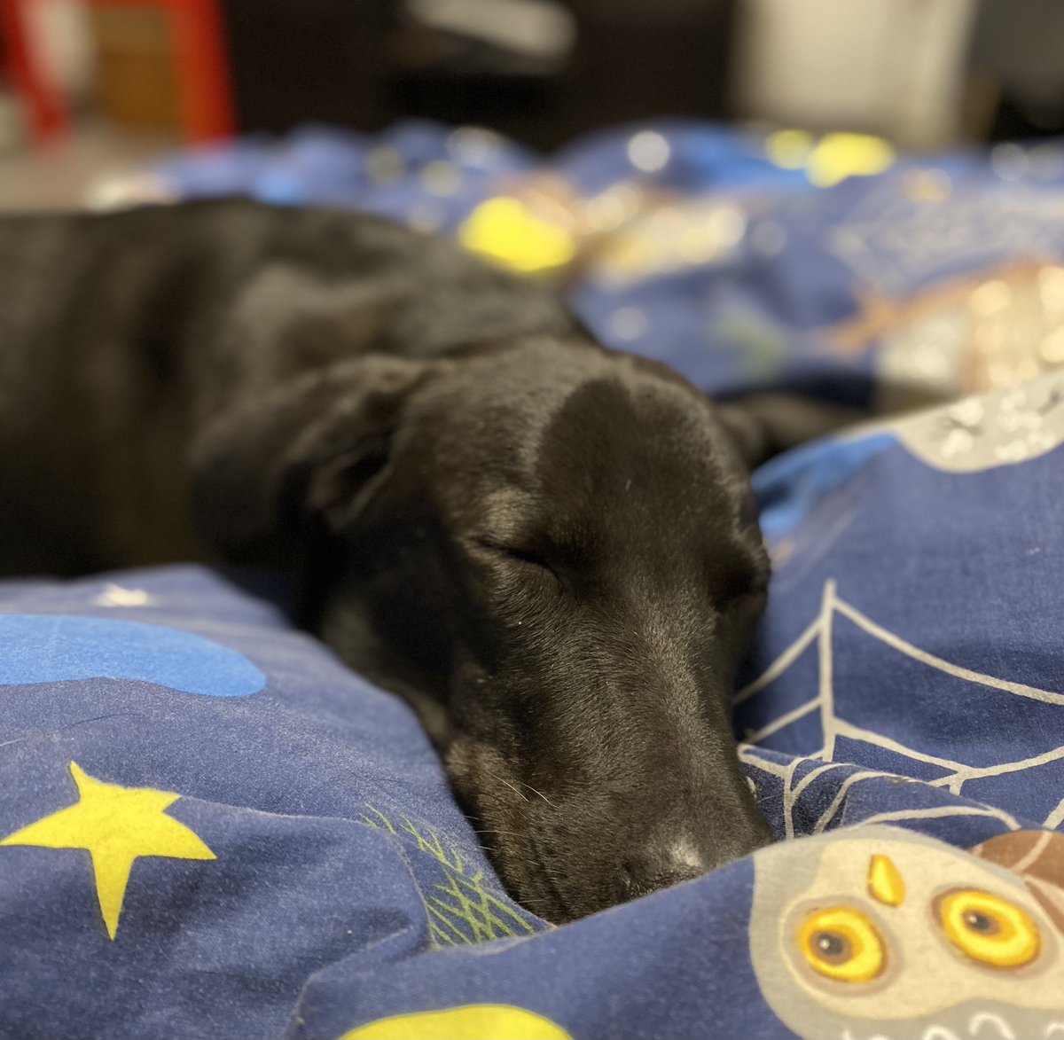 schmunzeleule's tweet photo. „Dass mir der Hund das Liebste sei, sagst du, o Mensch, sei Sünde? Der Hund blieb mir im Sturme treu, der Mensch nicht mal im Winde.“ https://t.co/F2ULFCFJXH