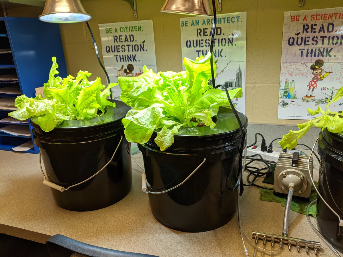 Todd Flory (@todd_flory) on Twitter photo Our hydroponic lettuce turned out well. Students learned how plant structures work, designed their hydroponics systems, learned how it helps fight climate change, and loved tasting the lettuce! <a href="/olivierdijkmans/">Olivier Dijkmans</a> <a href="/ClimateActionED/">Climate Action Project</a> #ClimateActionP Our hydroponic lettuce turned out well. Students learned how plant structures work, designed their hydroponics systems, learned how it helps fight climate change, and loved tasting the lettuce! <a href="/olivierdijkmans/">Olivier Dijkmans</a> <a href="/ClimateActionED/">Climate Action Project</a> #ClimateActionP