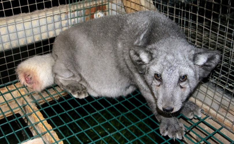 Please urge Madeleine to stop selling real fur! #wearitkind #FurFreeFriday help.four-paws.org/en-US/help-us-…