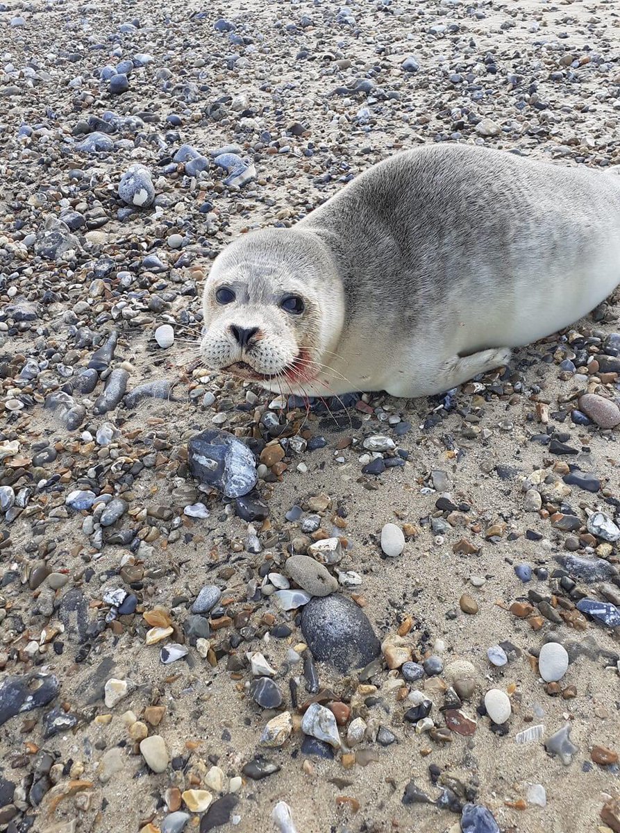 What with the little grey pups popping up everywhere along the North Norfolk Coast we still are finding the little commons are needing our help.
Please click the link below to read.

facebook.com/77451436935038…