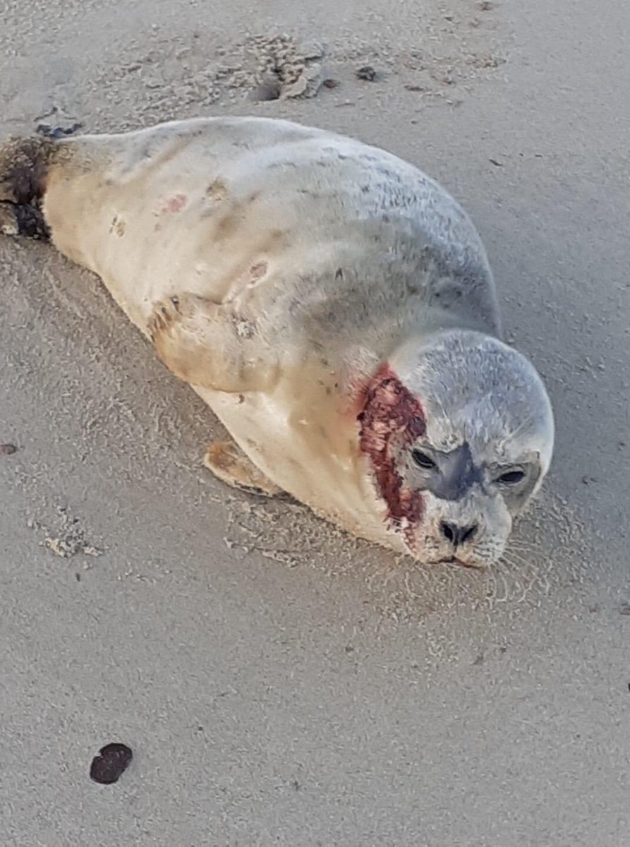 As our Senior Medic states we can not speculate on what caused these wounds on this young common seal 🦭 however we urge everyone to keep their dogs on a lead or under control around wildlife.

facebook.com/77451436935038…