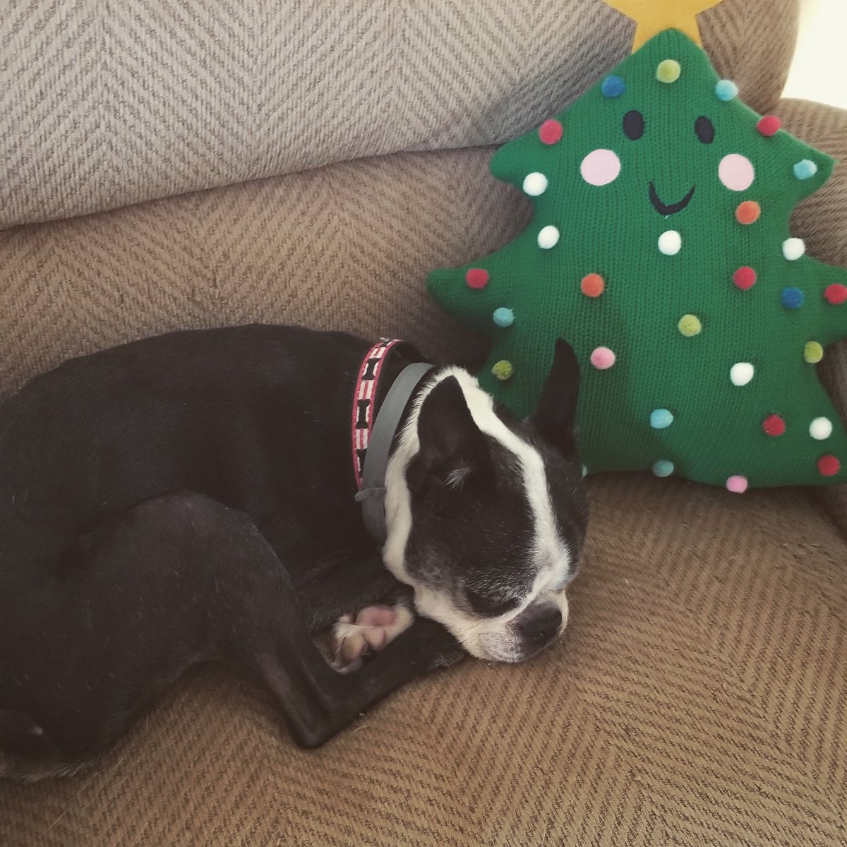 AmySewblonde's tweet photo. @DanielleBreezy Rosie is helping with the Christmas spirit! https://t.co/YUT4ZozEcl