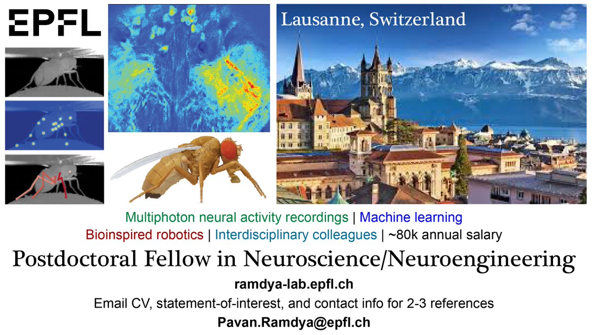 We're looking for a new Postdoctoral Fellow to use the neat 🛠️tools we've spent the last few years developing! 🧬RT SVP🧬| ramdya-lab.epfl.ch |