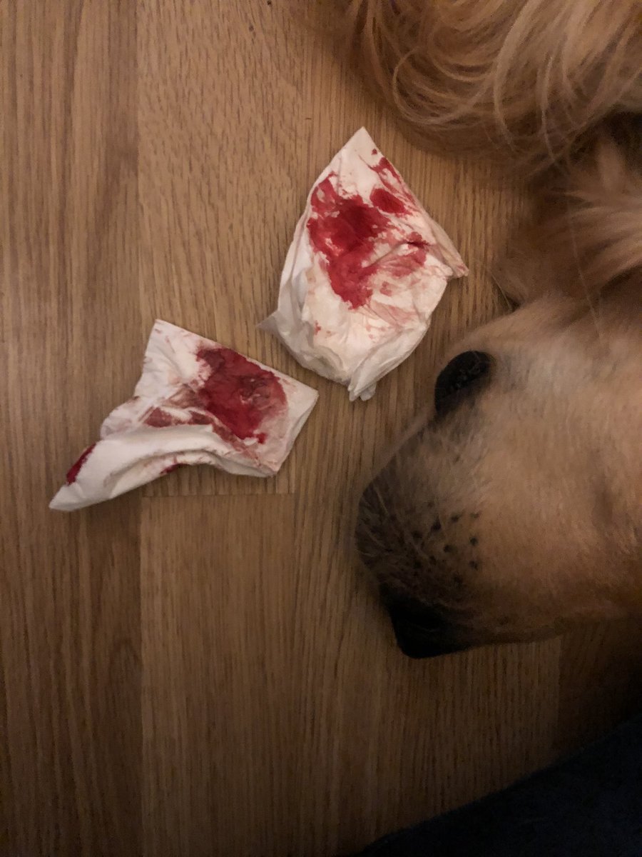 JulioARuz's tweet photo. Vaya mierda de noche. Mi compañero de piso se ha hecho una herida y hasta q he conseguido que deje de sangrar, me ha hecho llorar una barbaridad. Creo esta noche me perderé la mierda envenenada, pero mi hermano me necesita. Nos vamos viendo! https://t.co/dinEJ5K09c