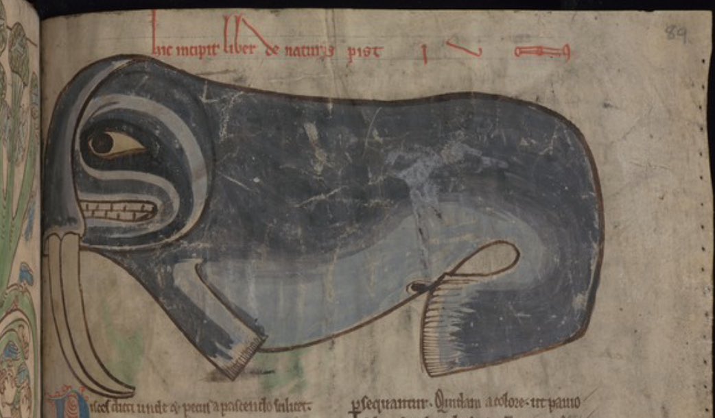 Matthew Cobb (@matthewcobb) on Twitter photo 2020-11-27 21:02:45 Plan your drawing before you start, or your walrus will end up with his head squished against the binding. Plan your drawing before you start, or your walrus will end up with his head squished against the binding.