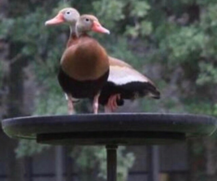 LynneKelly's tweet photo. @BedesBooks @TheMERL These ducks showed up in the neighborhood and Deborah wanted them arrested
#QuackFriday https://t.co/eH295ImAck