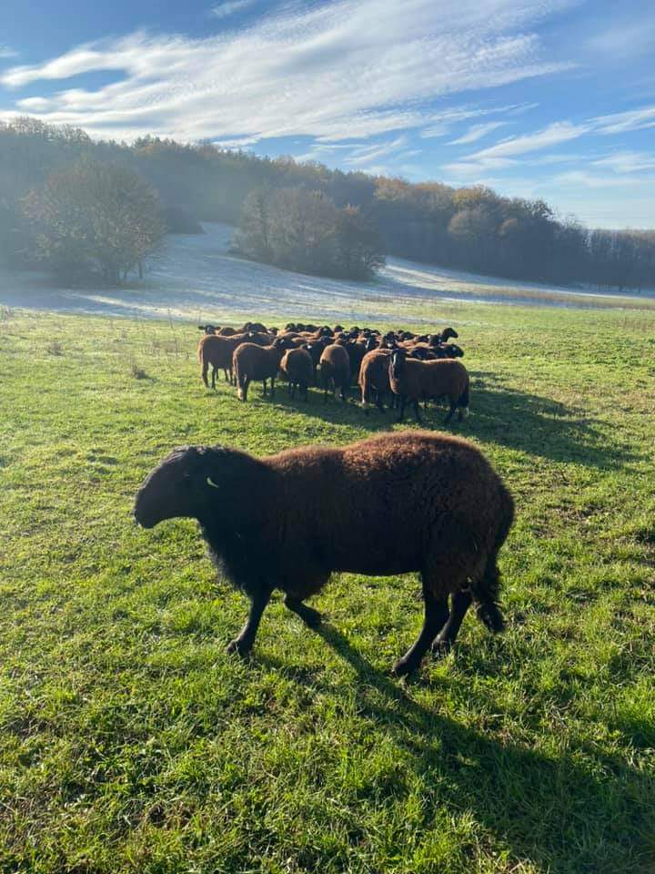 bergerebio's tweet photo. Ravie de l'immense succès de nos colis d'agneau. Un grand merci à nos fidèles clients et aux nouveaux ! Les prochains colis seront disponibles à Pâques. https://t.co/QeBOFj5E1R