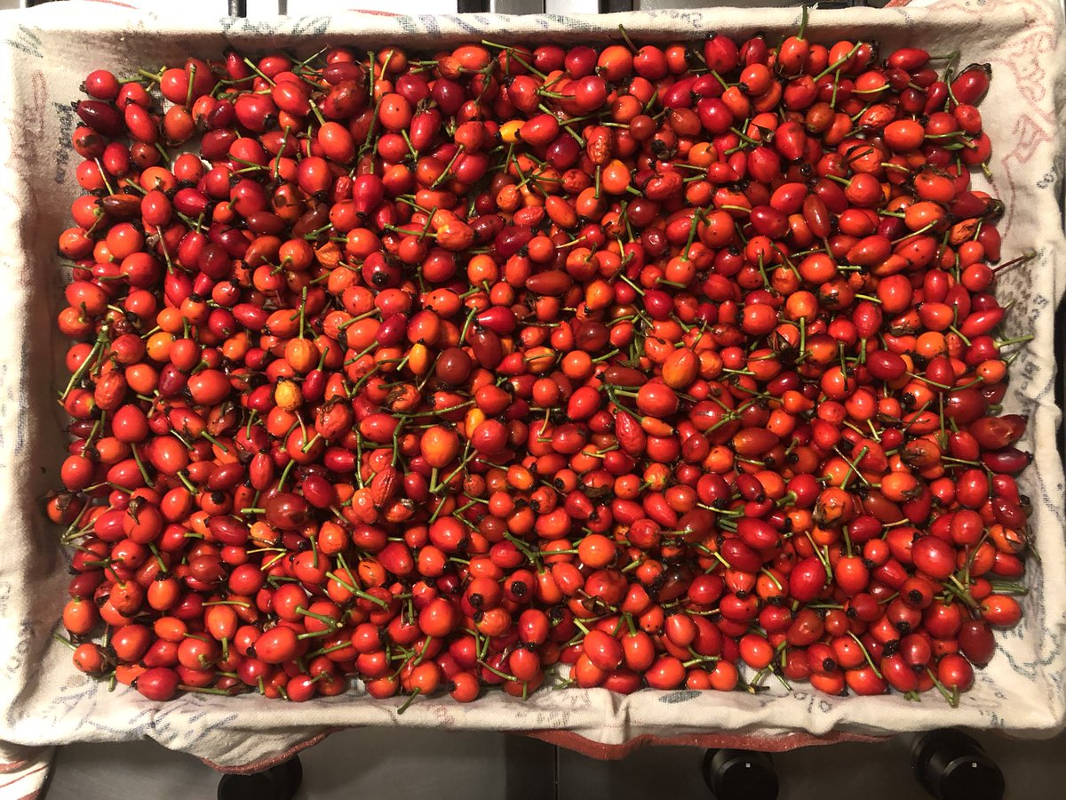 rubio_chef's tweet photo. La Rosa canina, e i suoi quattro livelli di bestemmie #Infuso #Marmellata https://t.co/fxPLZLg3Rq