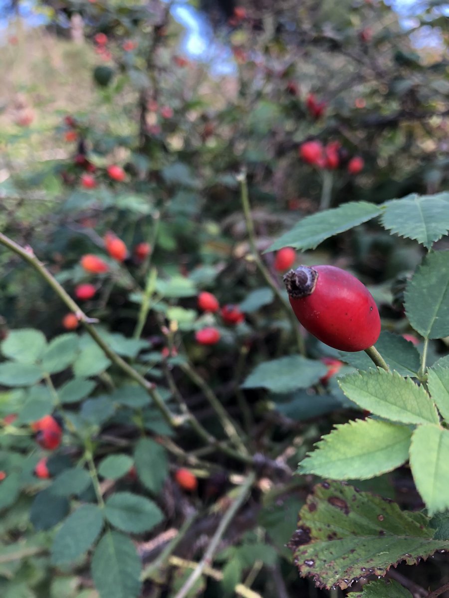 rubio_chef's tweet photo. La Rosa canina, e i suoi quattro livelli di bestemmie #Infuso #Marmellata https://t.co/fxPLZLg3Rq
