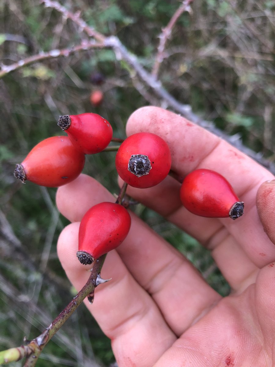 rubio_chef's tweet photo. La Rosa canina, e i suoi quattro livelli di bestemmie #Infuso #Marmellata https://t.co/fxPLZLg3Rq