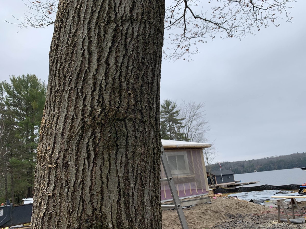 RoyalHomesCan's tweet image. This old oak watches a new #refab #cottage assemble on #AlportLake for our client Sandra and her family. We’re halfway home. And it’s not even noon! #prefabhomes #cottages #custombuilt #Bracebridge #Muskoka #royalhomesinnisfil