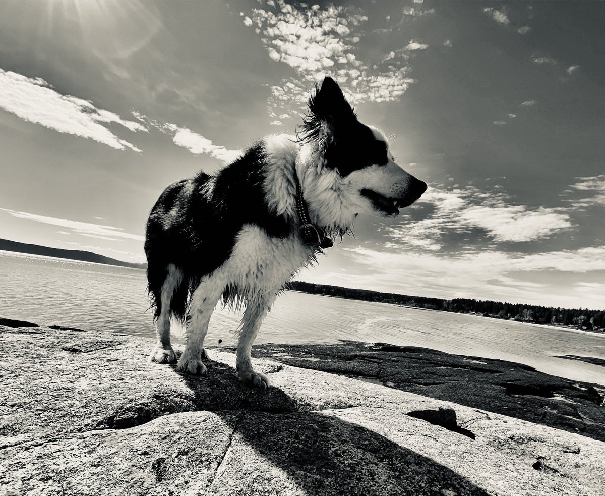 Scouby dog on patrol