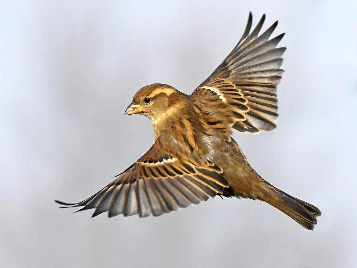 CarlBovisNature's tweet photo. According to some, female House Sparrows are just dull brown little birds.....
  Really? 🤔
 Just look at the patterns on this females back! 😍
#TwitterNatureCommunity 🐦 https://t.co/yYAXFrw6Zl