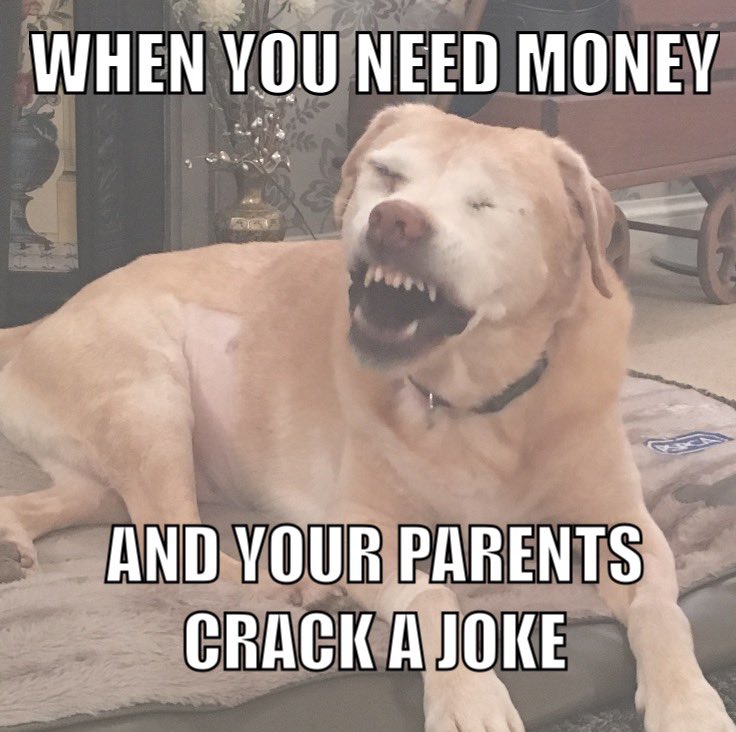 WithloveJessic1's tweet photo. @ASOS My boyfriends dog when she looked like she was laughing 😂 so I made this meme haha https://t.co/tsj5NUAJn7